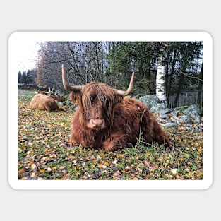 Scottish Highland Cattle Cow 2142 Sticker